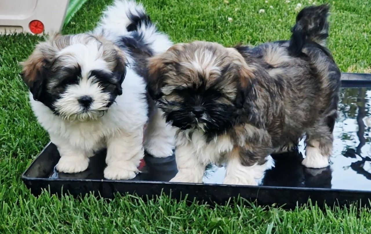 Lhasa apso