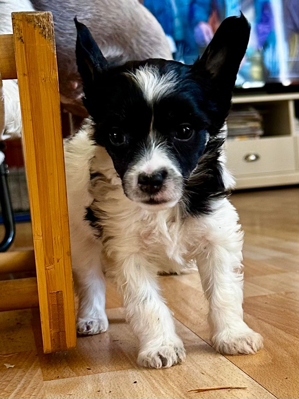 Chinese crested powderpuff