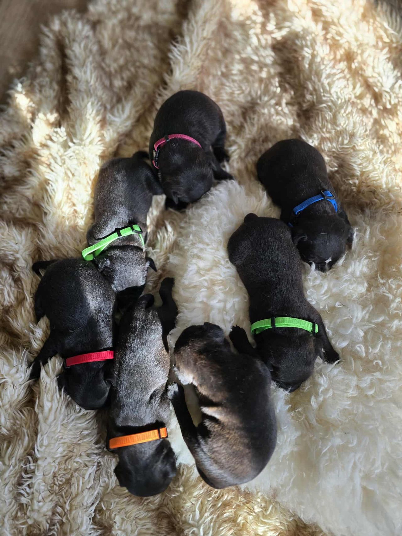 Staffordshire bull terrier