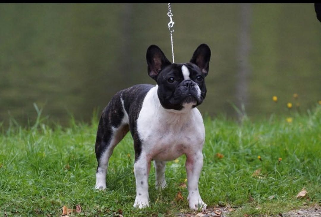 Fransk bulldog