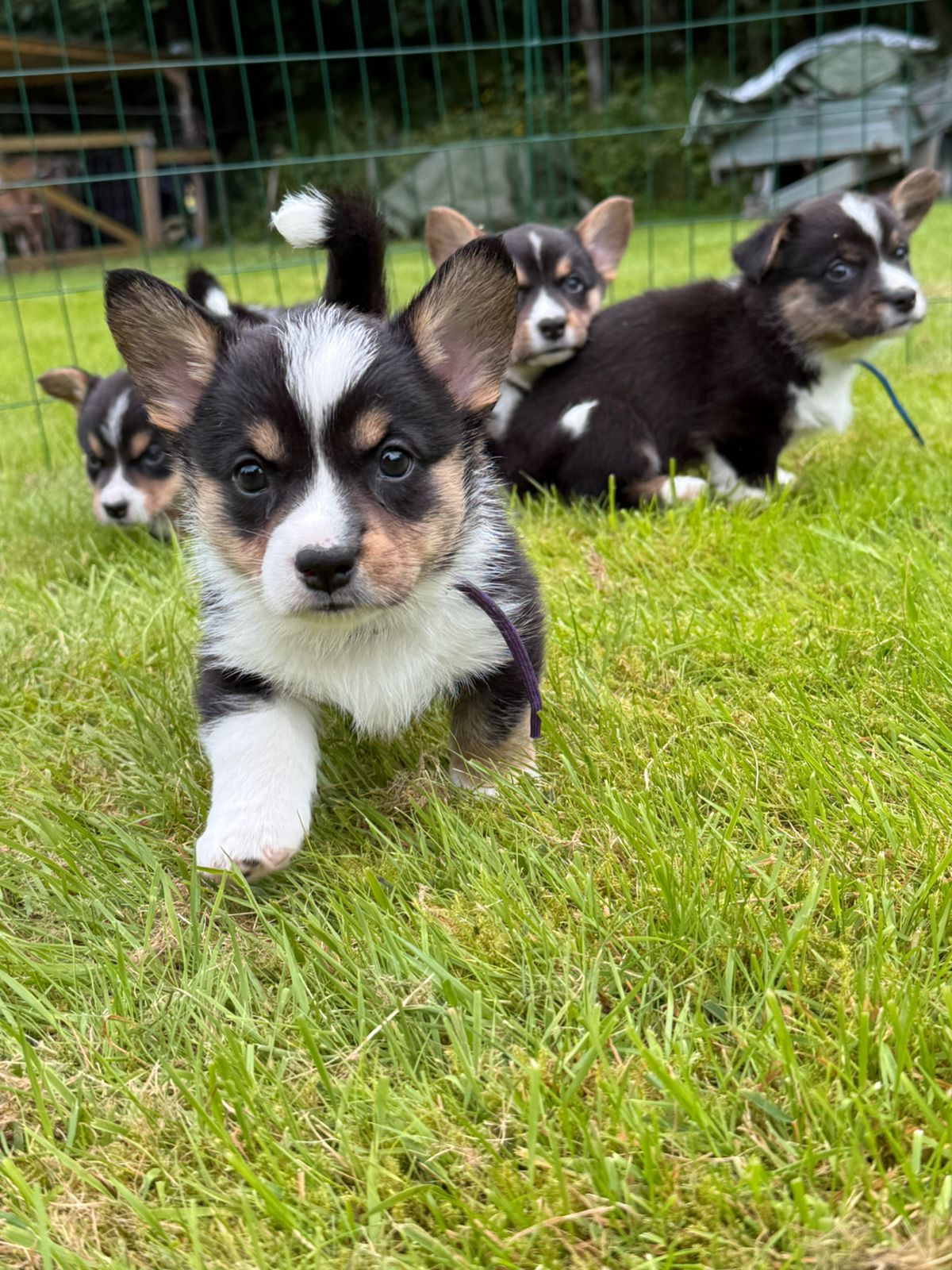 Welsh corgi cardigan