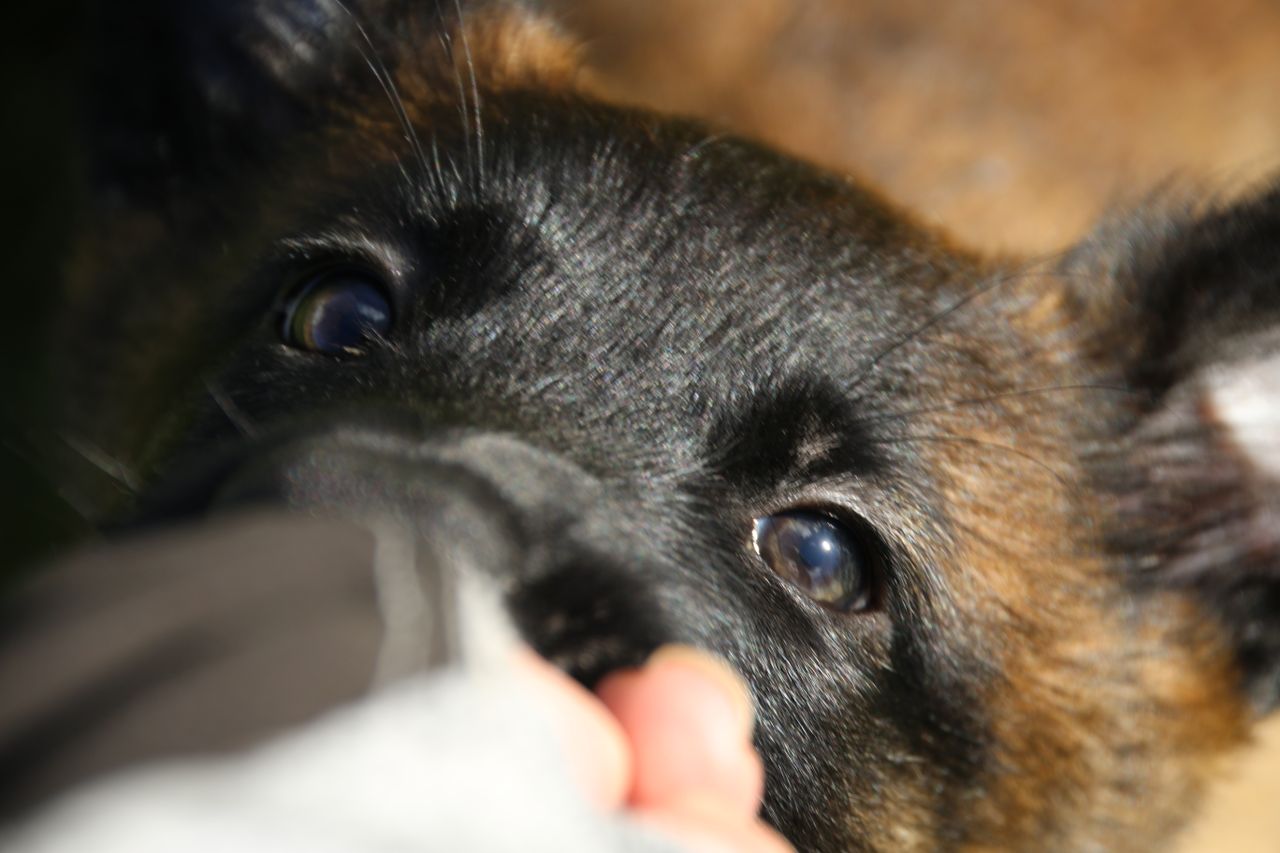 Belgisk fårehund, malinois