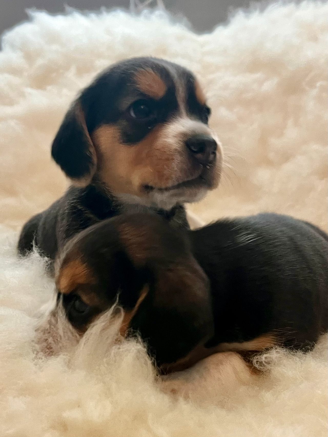 Beagle