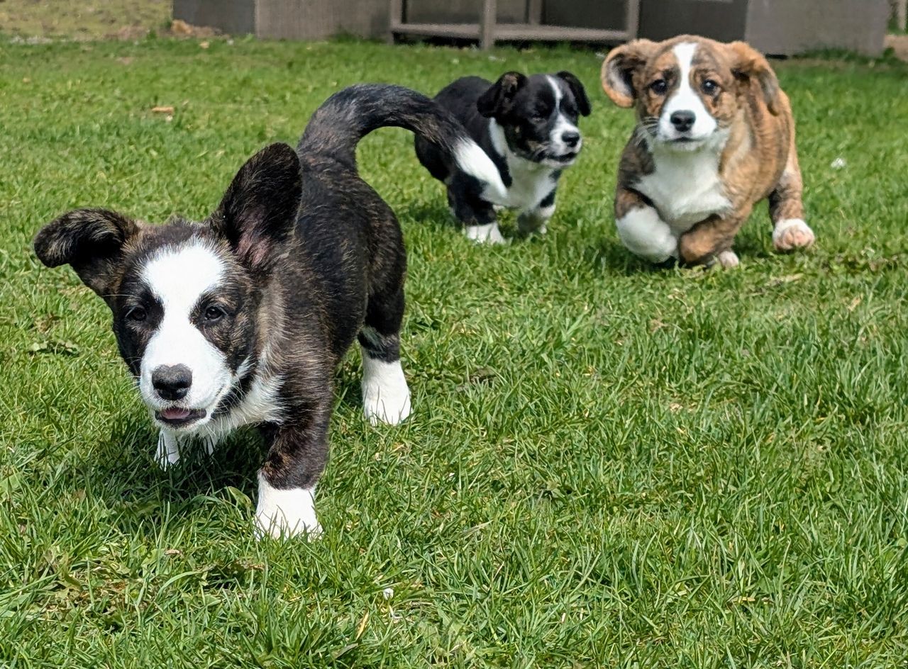 Welsh corgi cardigan