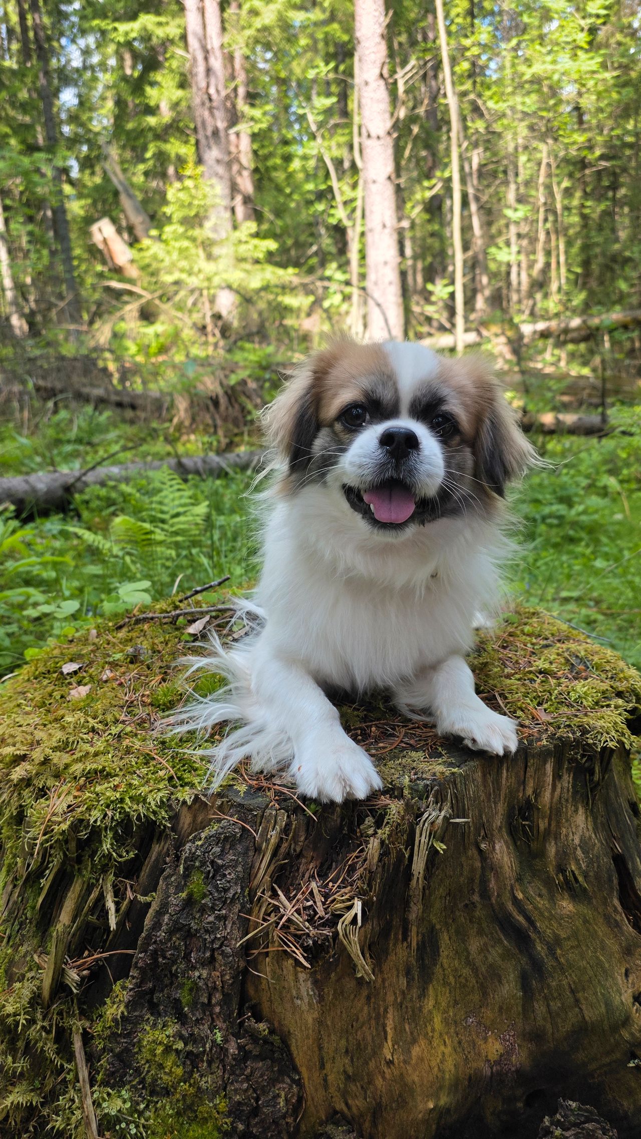 Tibetansk spaniel