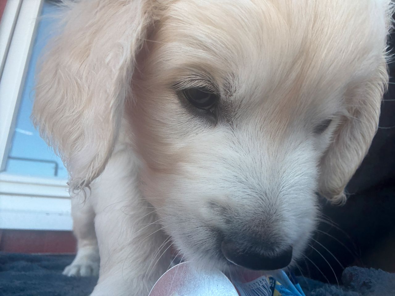 Golden retriever