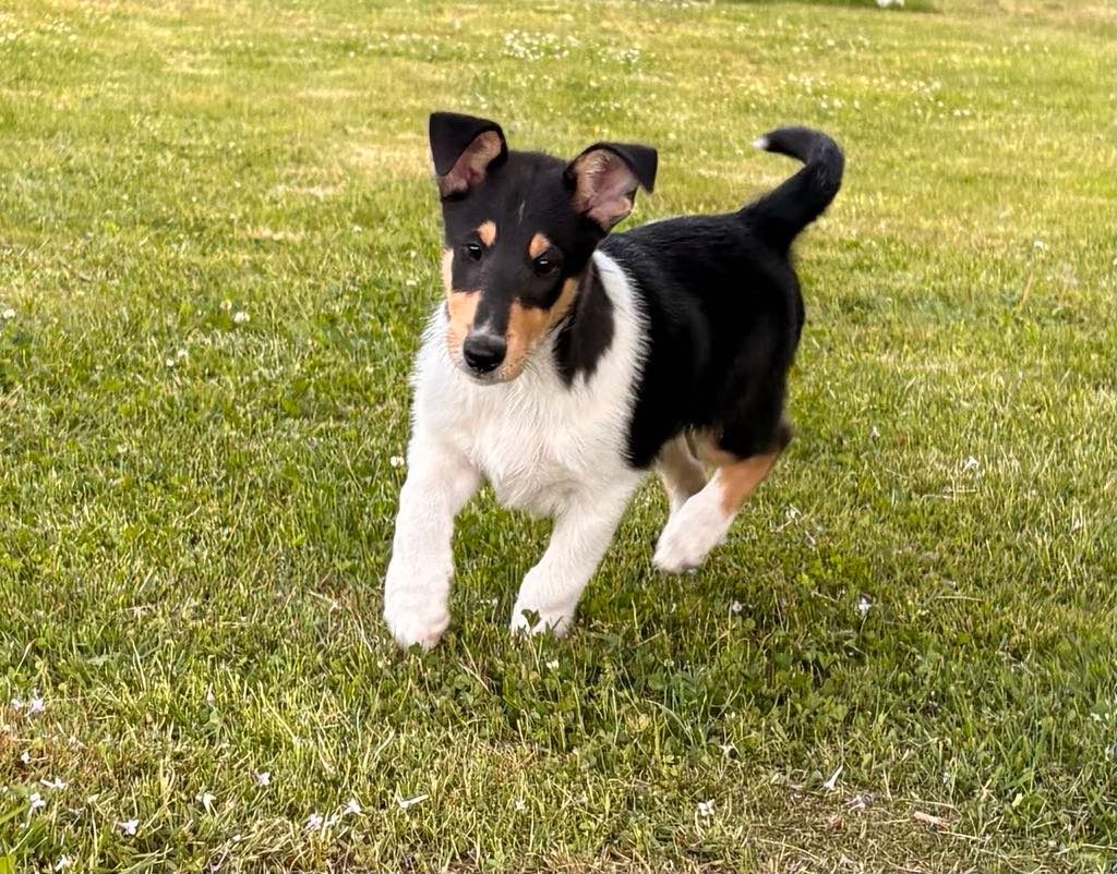 Collie korthåret
