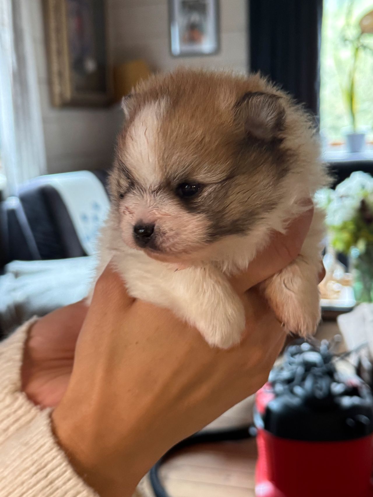 Pomeranian