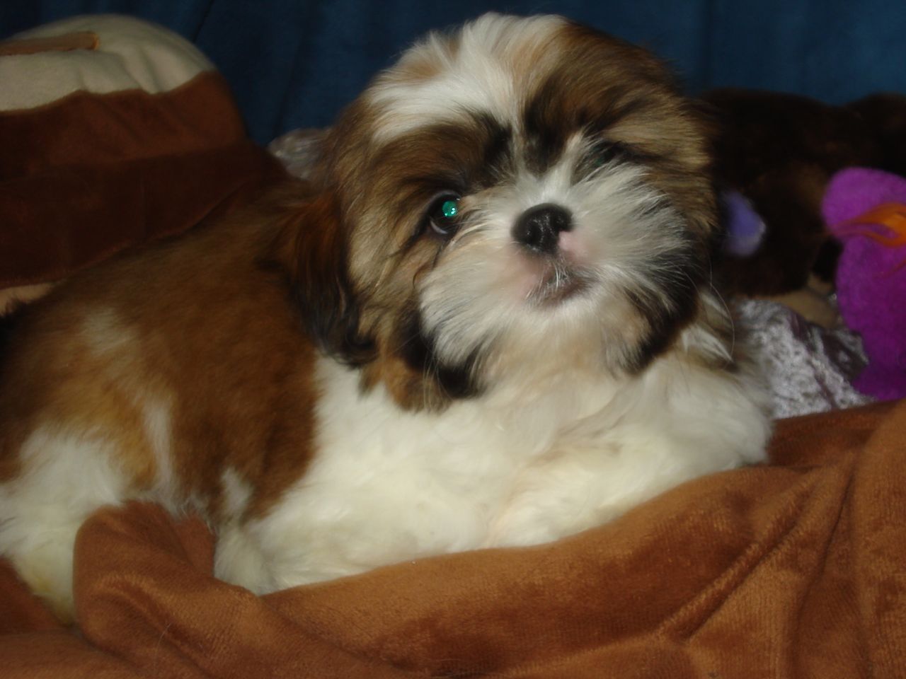 Shih tzu