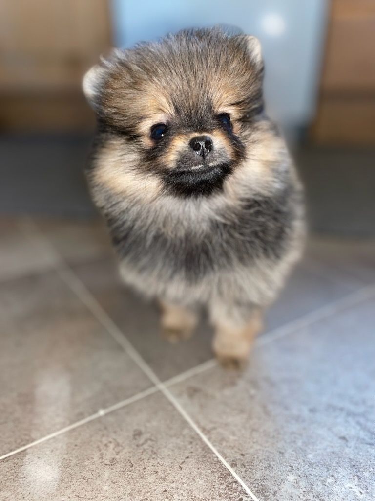 Pomeranian
