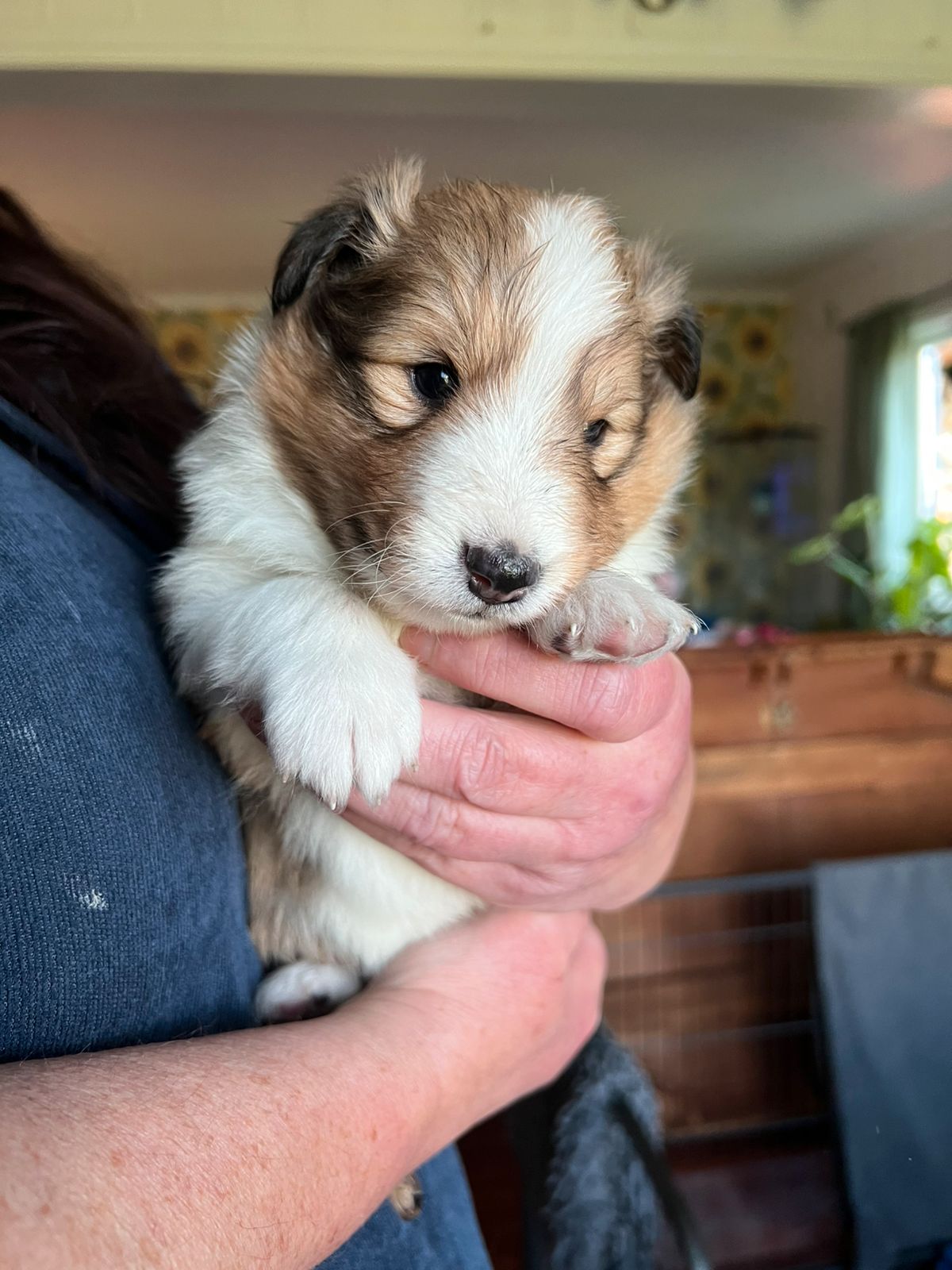 Shetland sheepdog