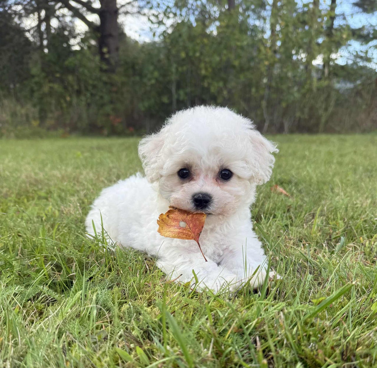 Bichon frisé