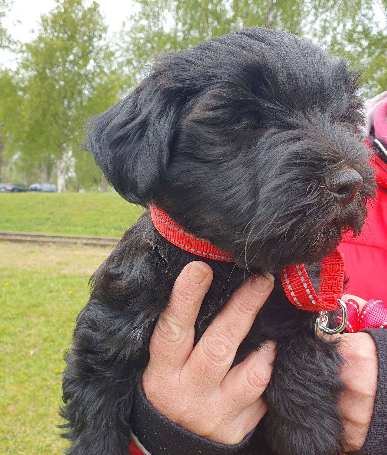 Tibetansk terrier