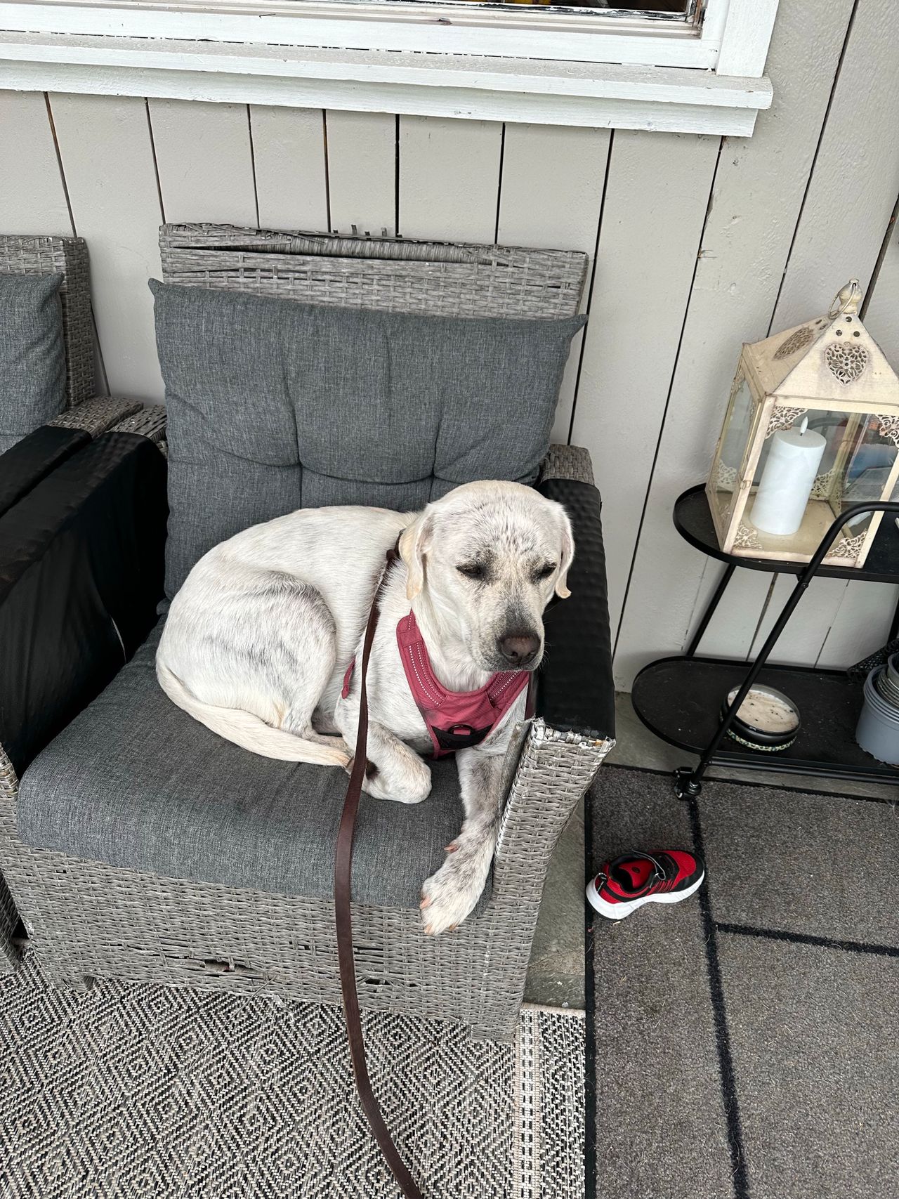 Labrador retriever