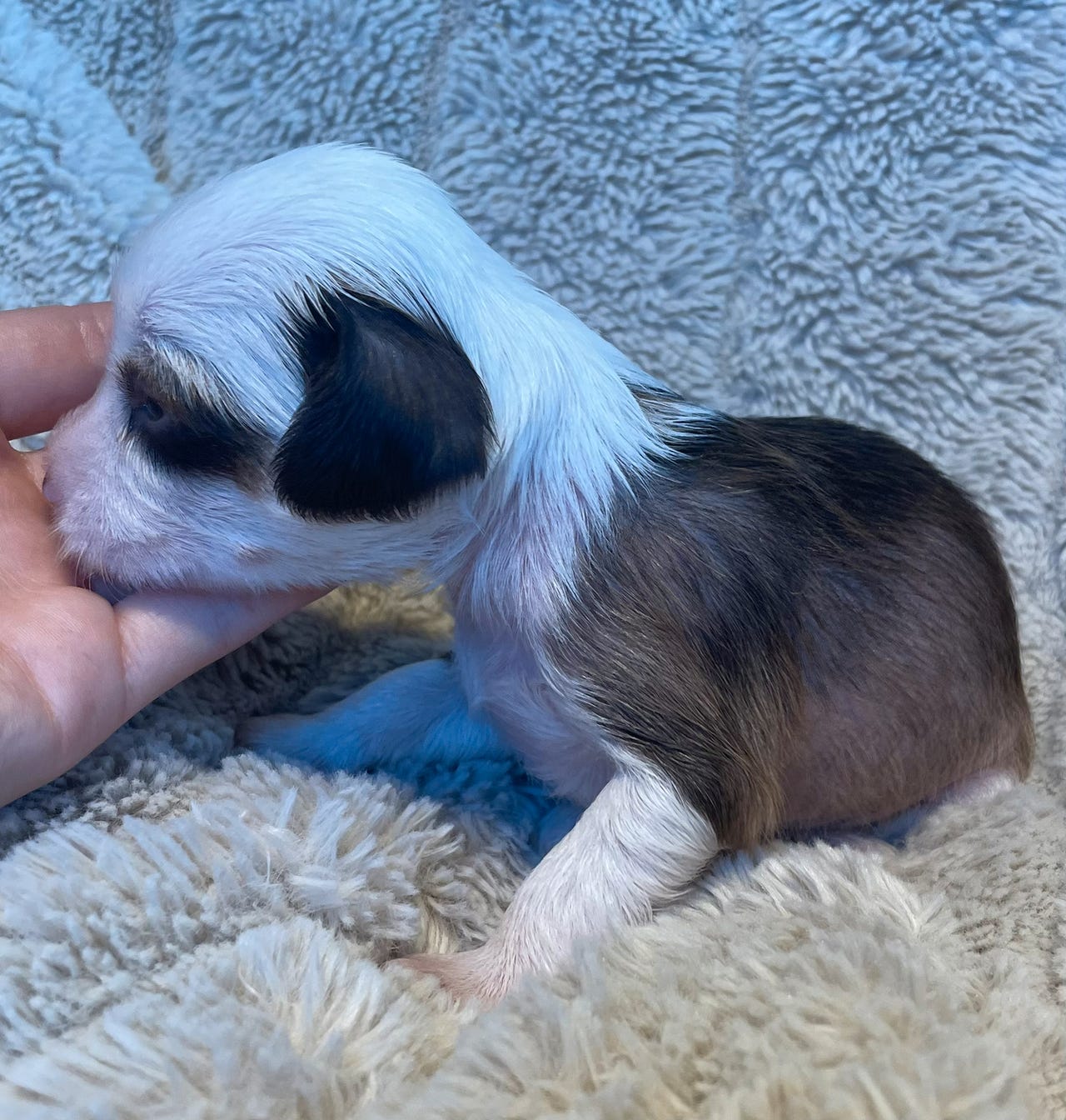 Chinese crested powderpuff