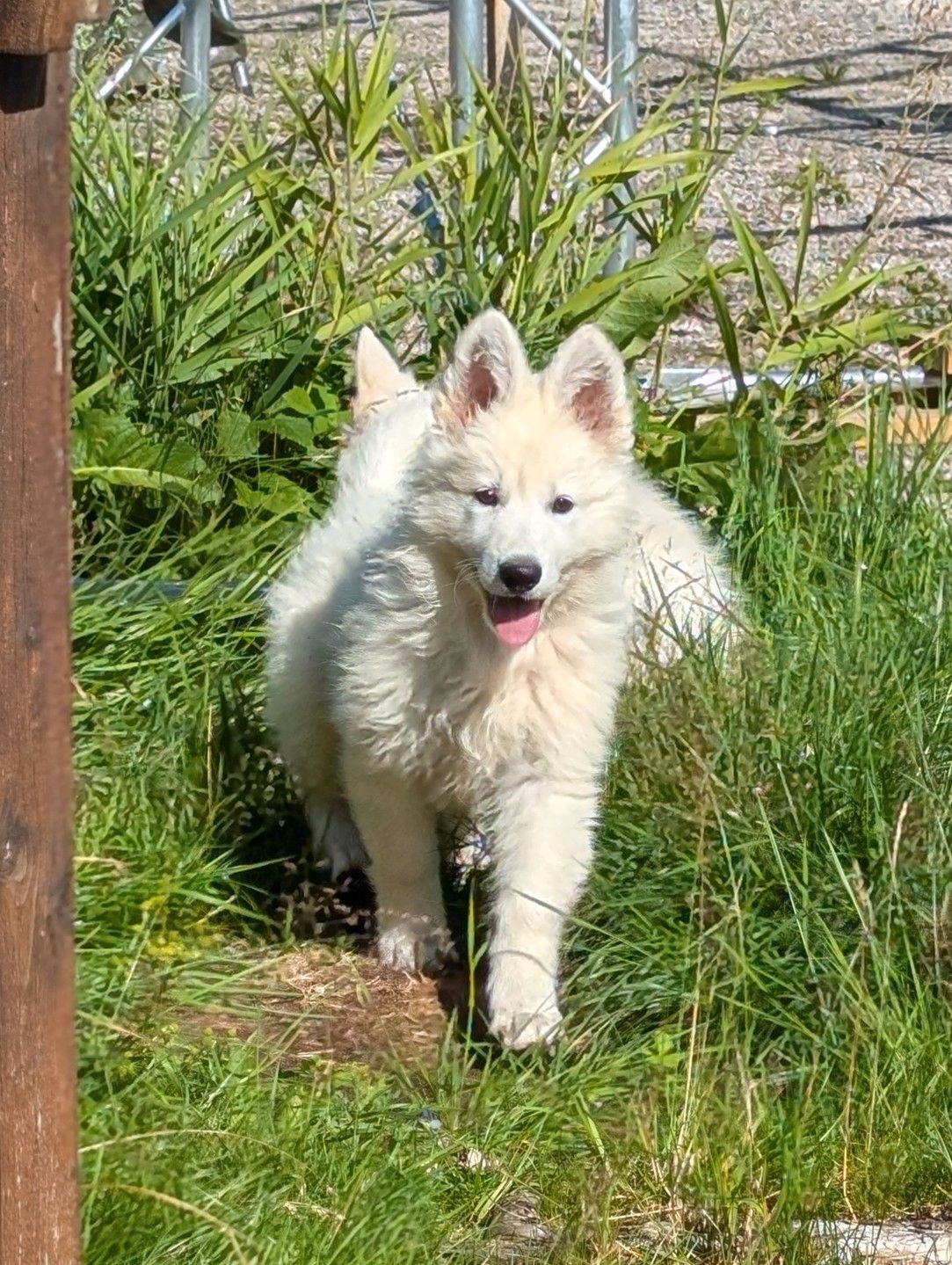 Hvit gjeterhund