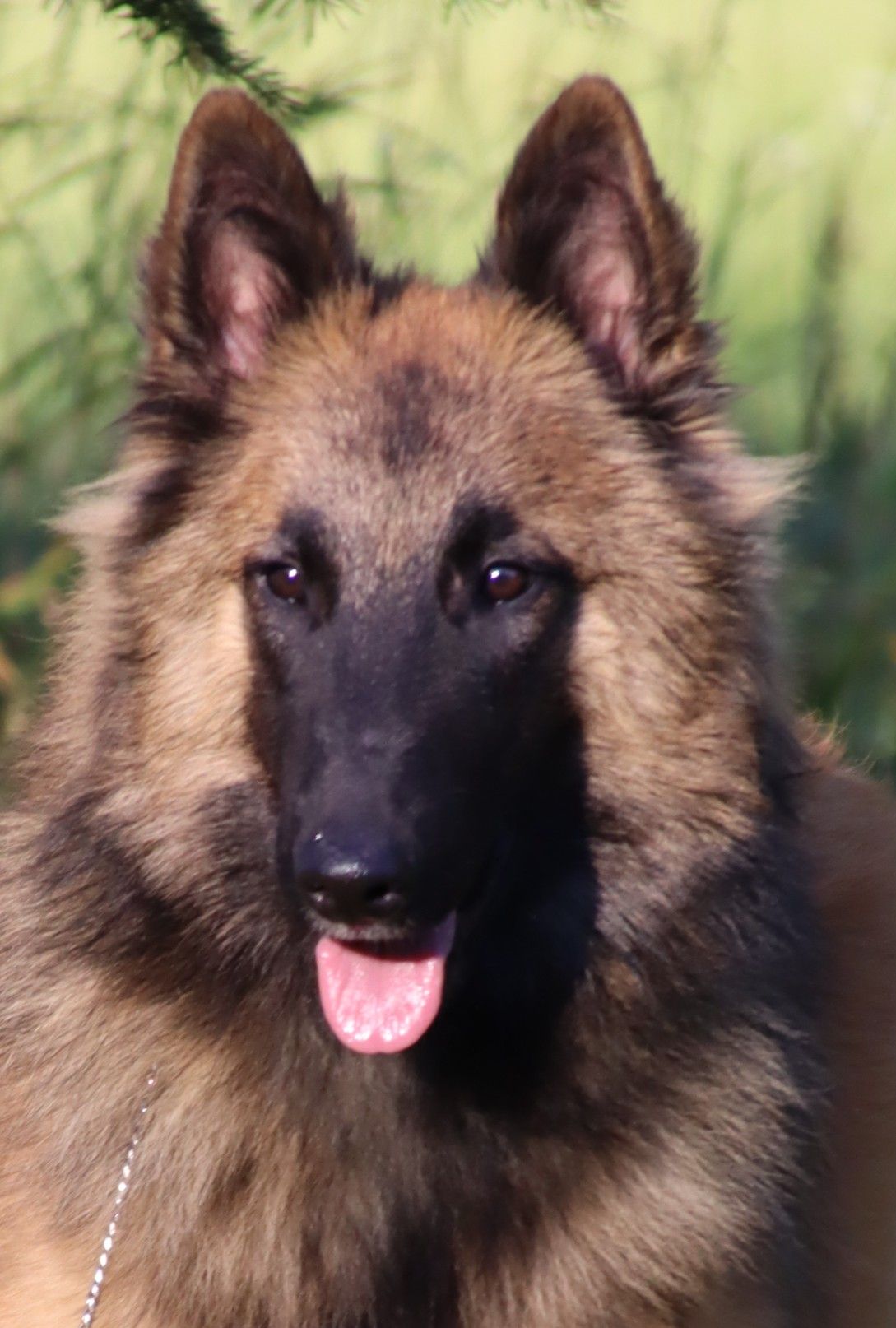 Belgisk fårehund, tervueren