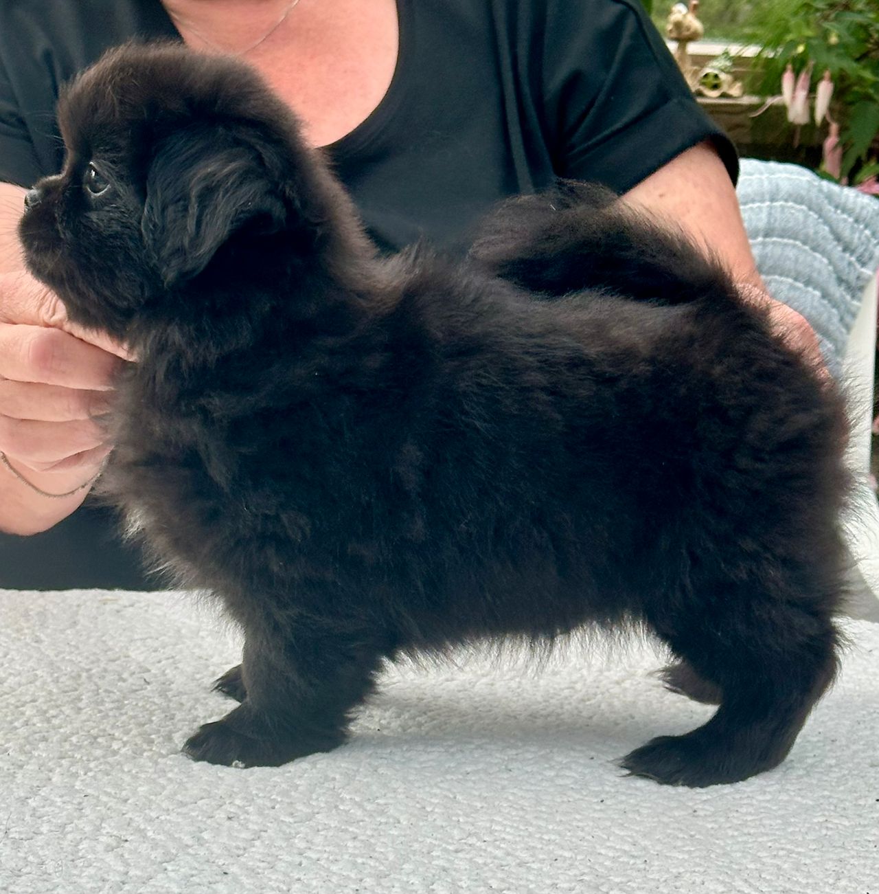 Tibetansk spaniel
