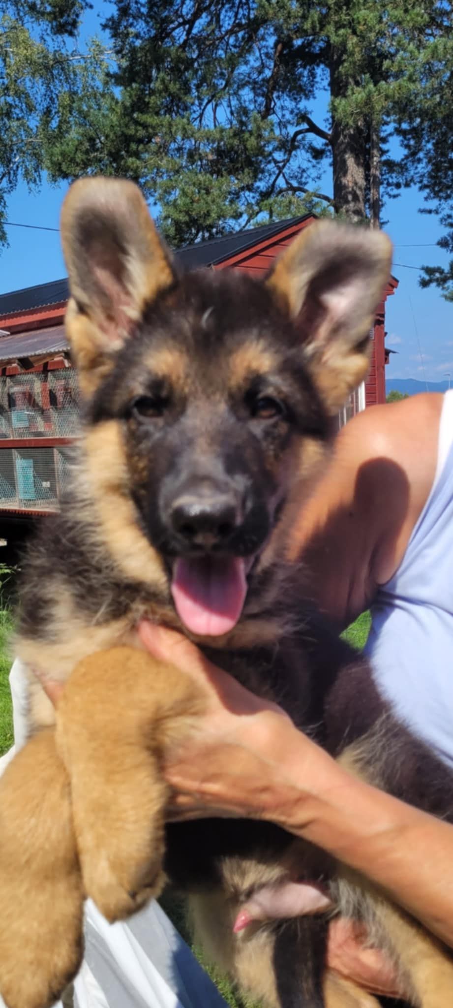 Schäferhund normalhår