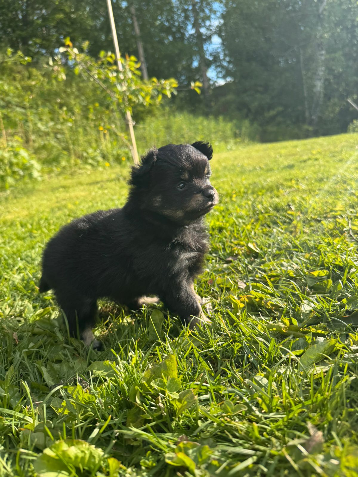 Pomeranian