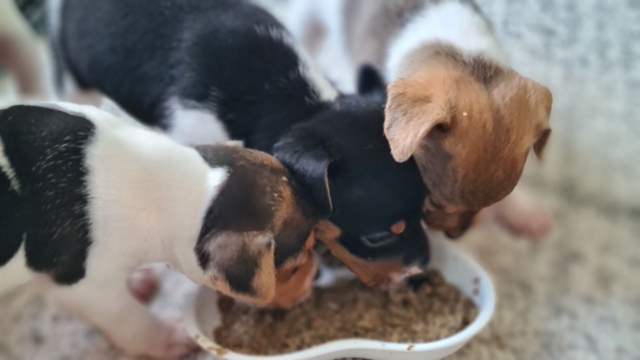 Dansk-svensk gårdshund