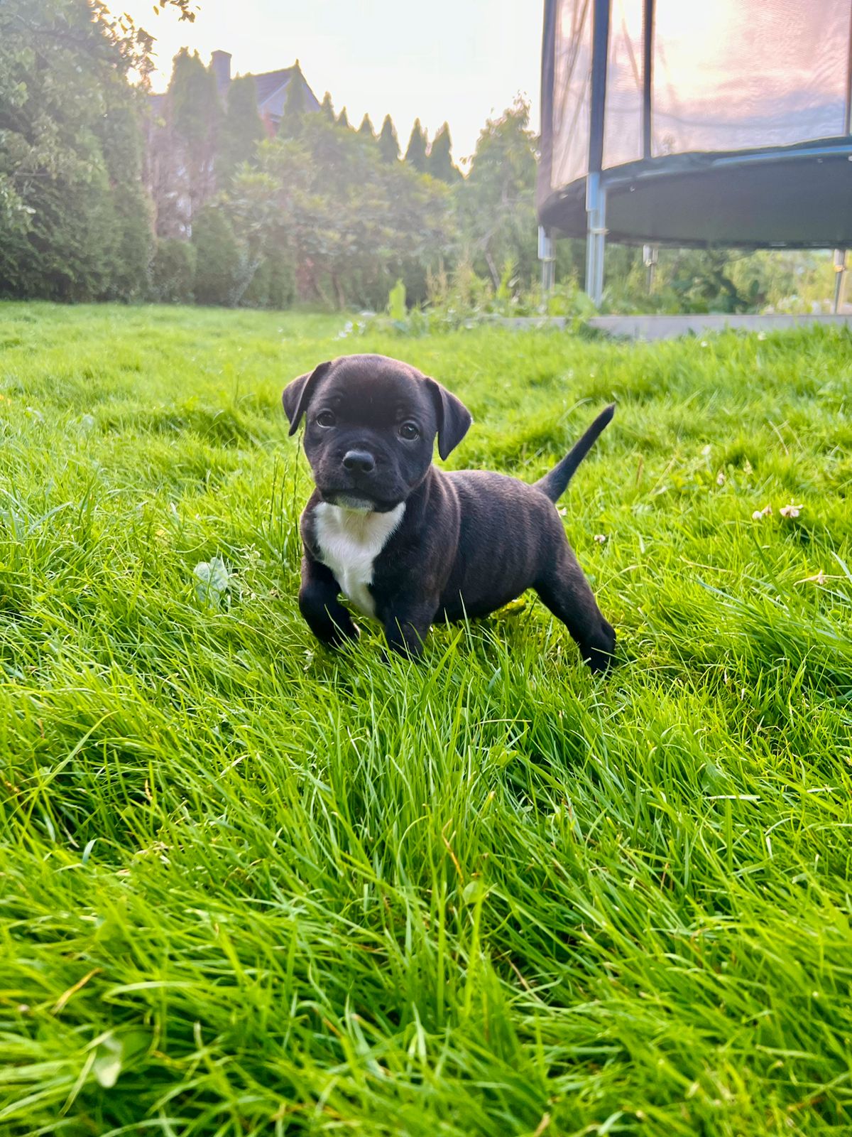 Staffordshire bull terrier
