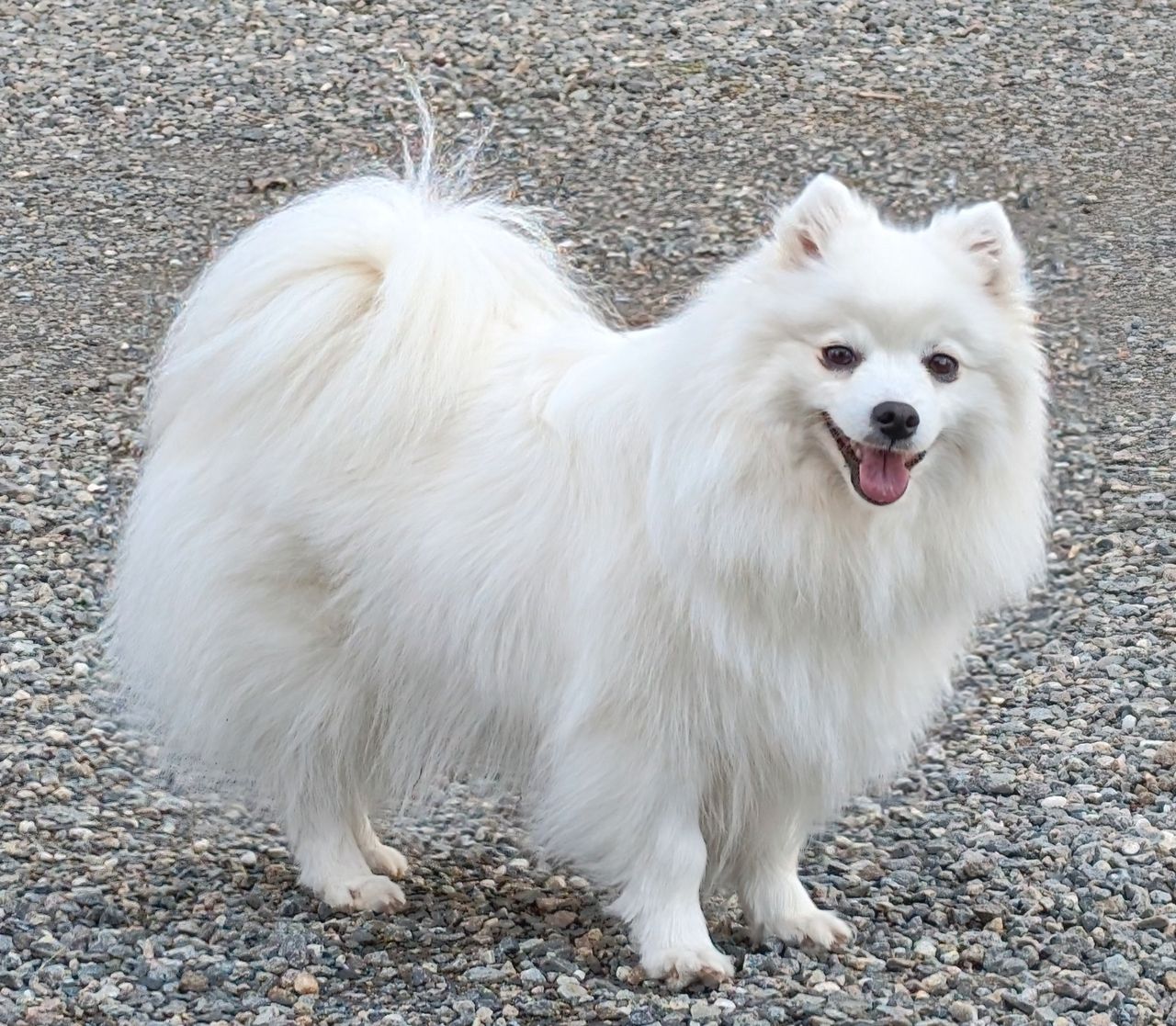 Japansk spisshund