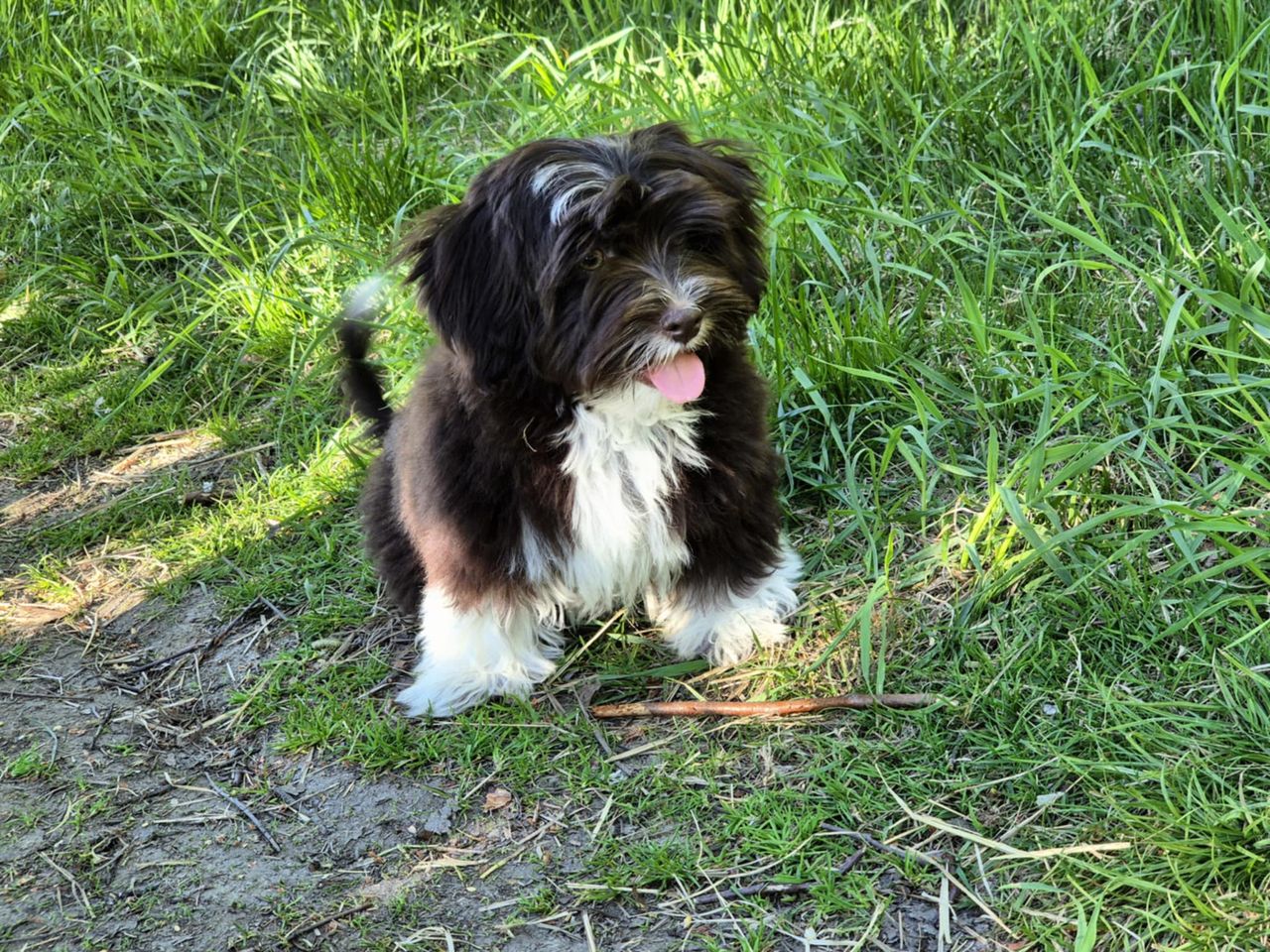 Bichon havanais