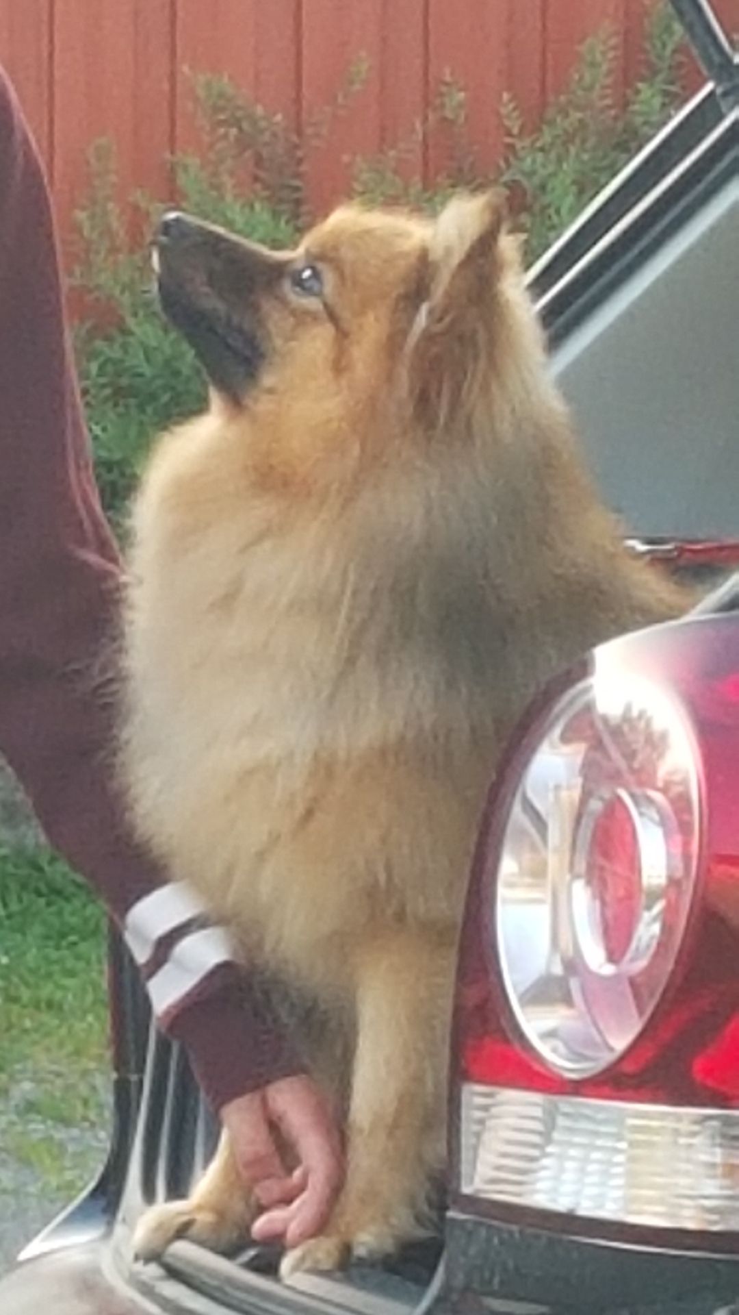 Kleinspitz