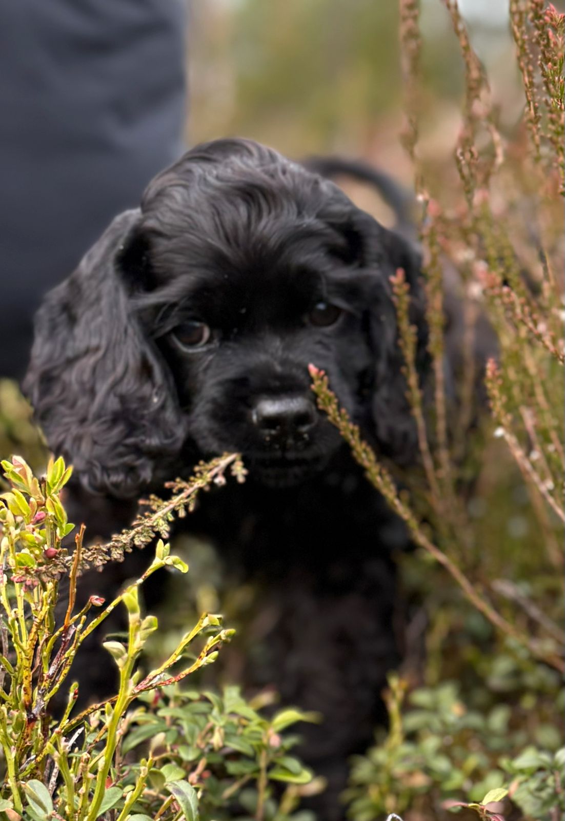 Amerikansk cocker spaniel