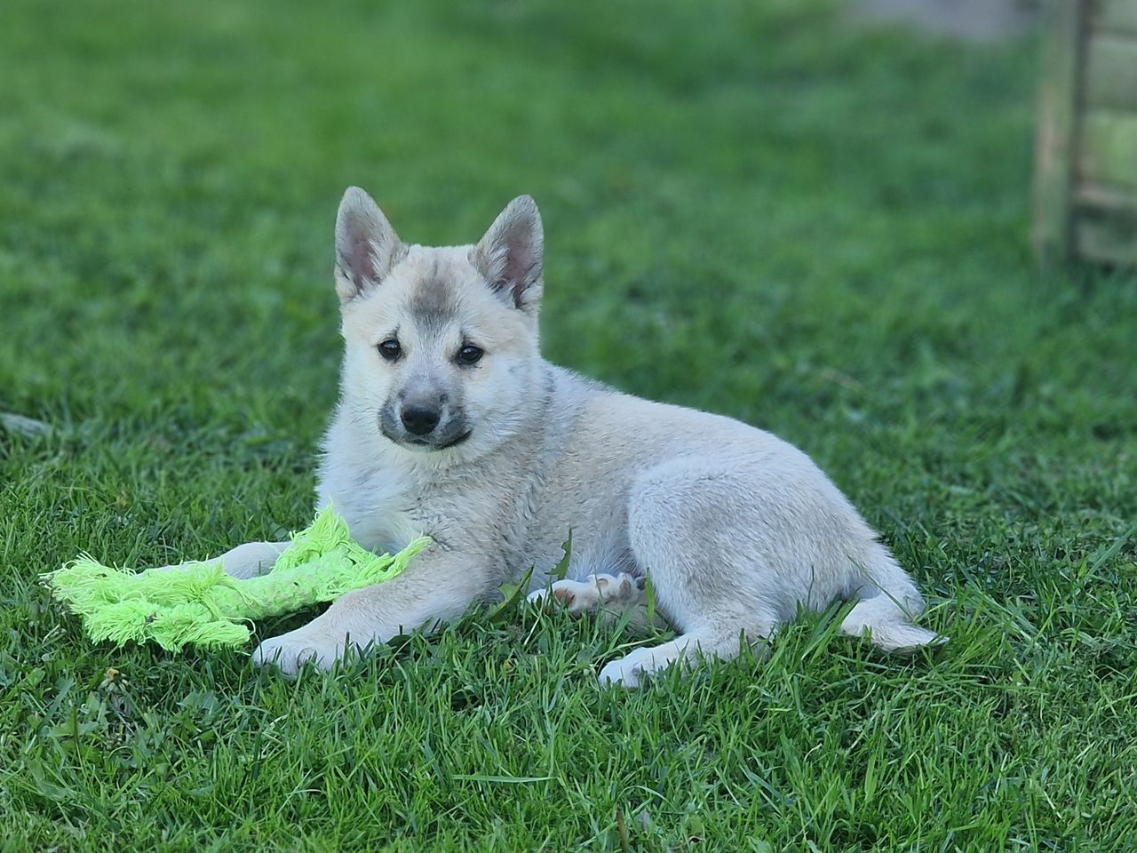 Norsk buhund