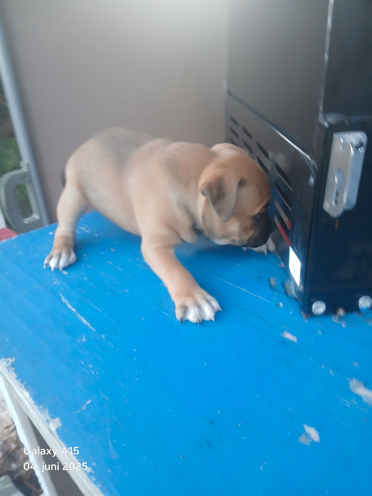 Staffordshire bull terrier