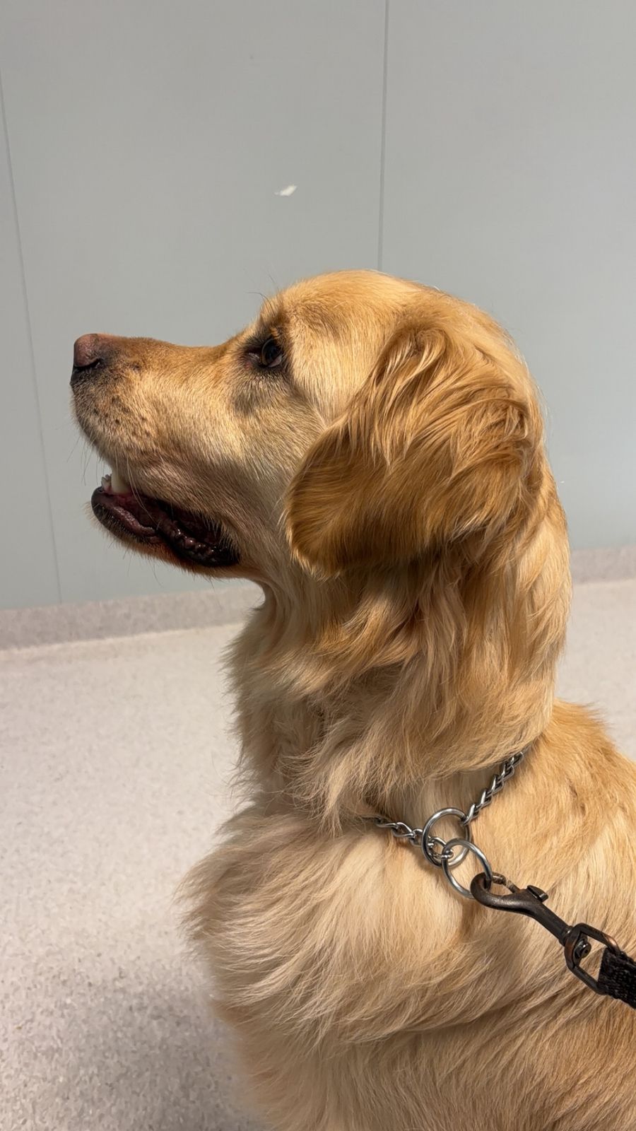 Golden retriever