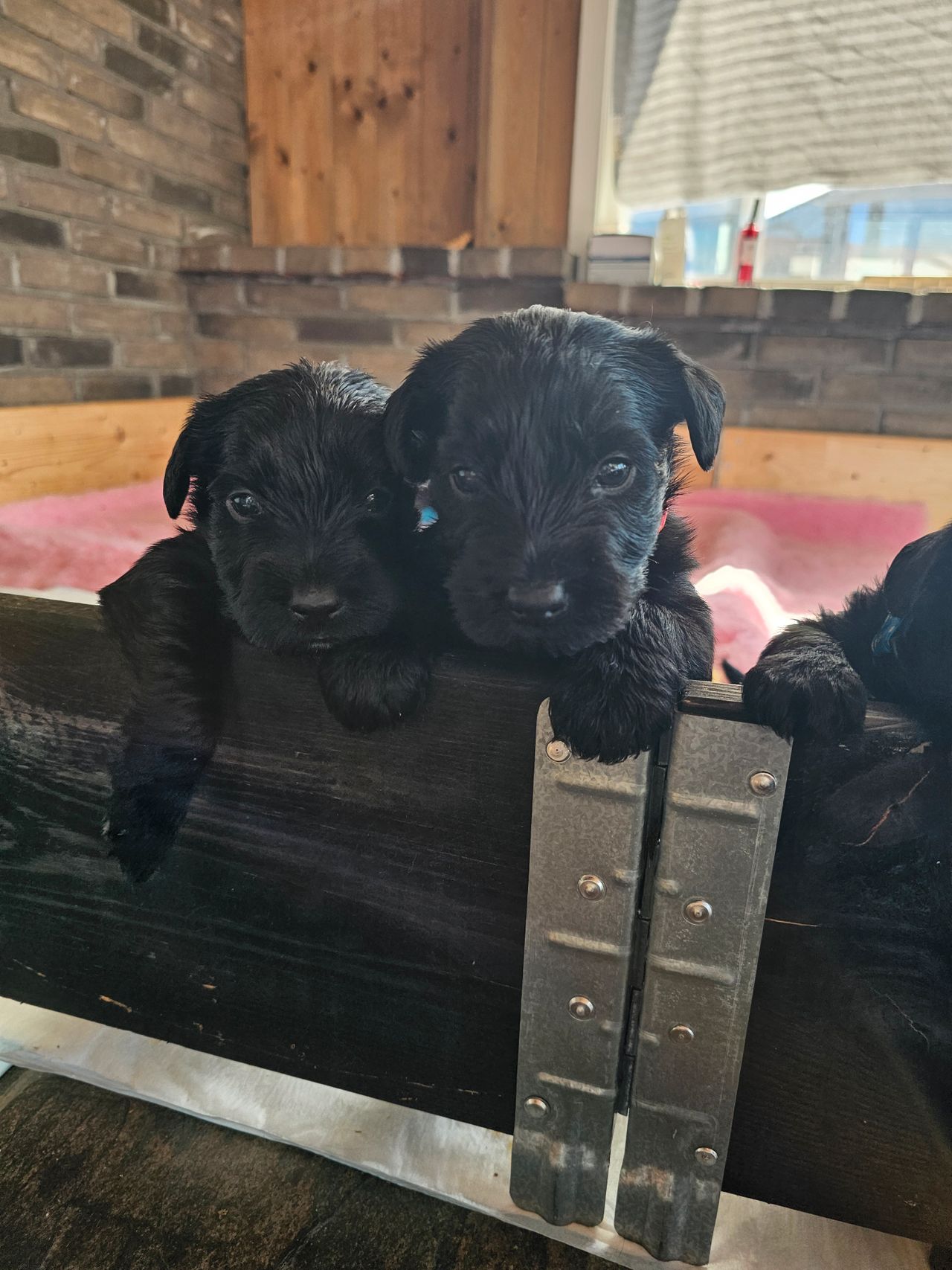 Schnauzer salt/pepper