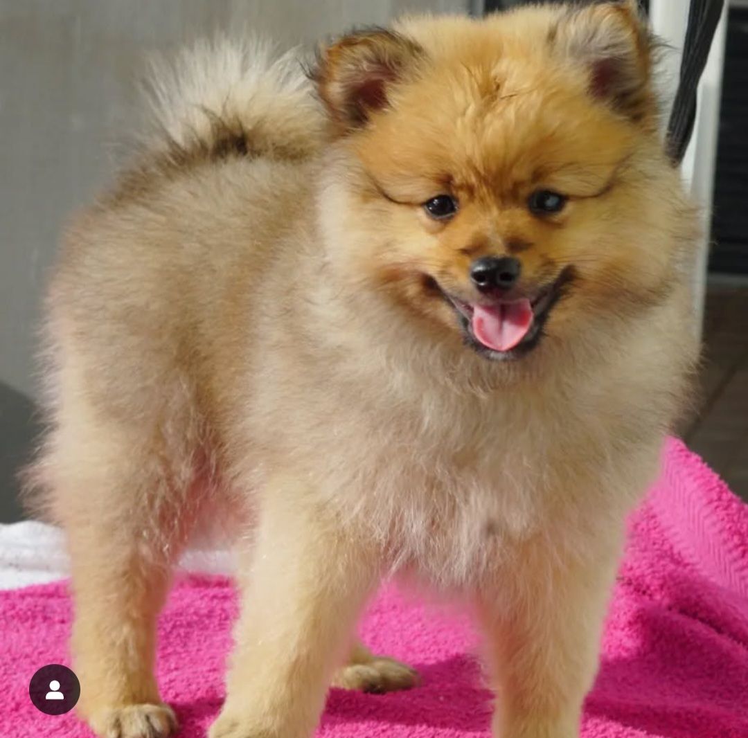 Kleinspitz
