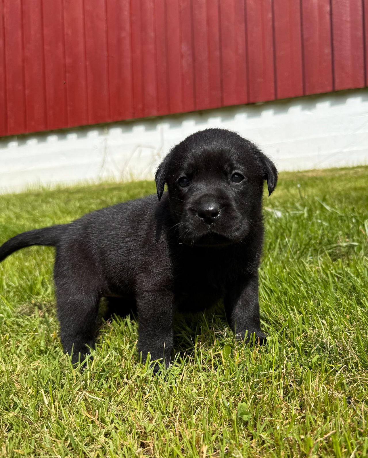 Labrador retriever
