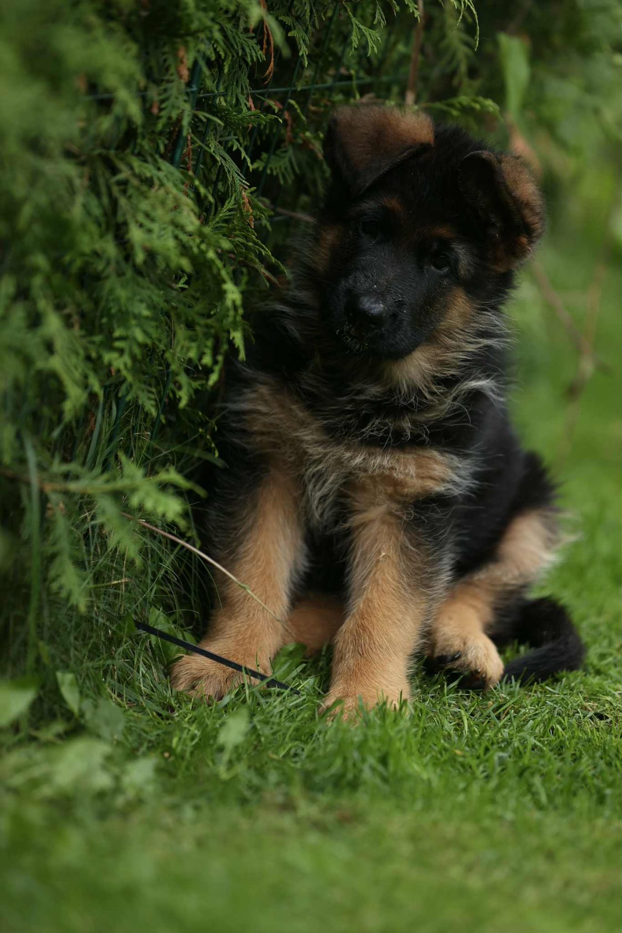 Schäferhund normalhår