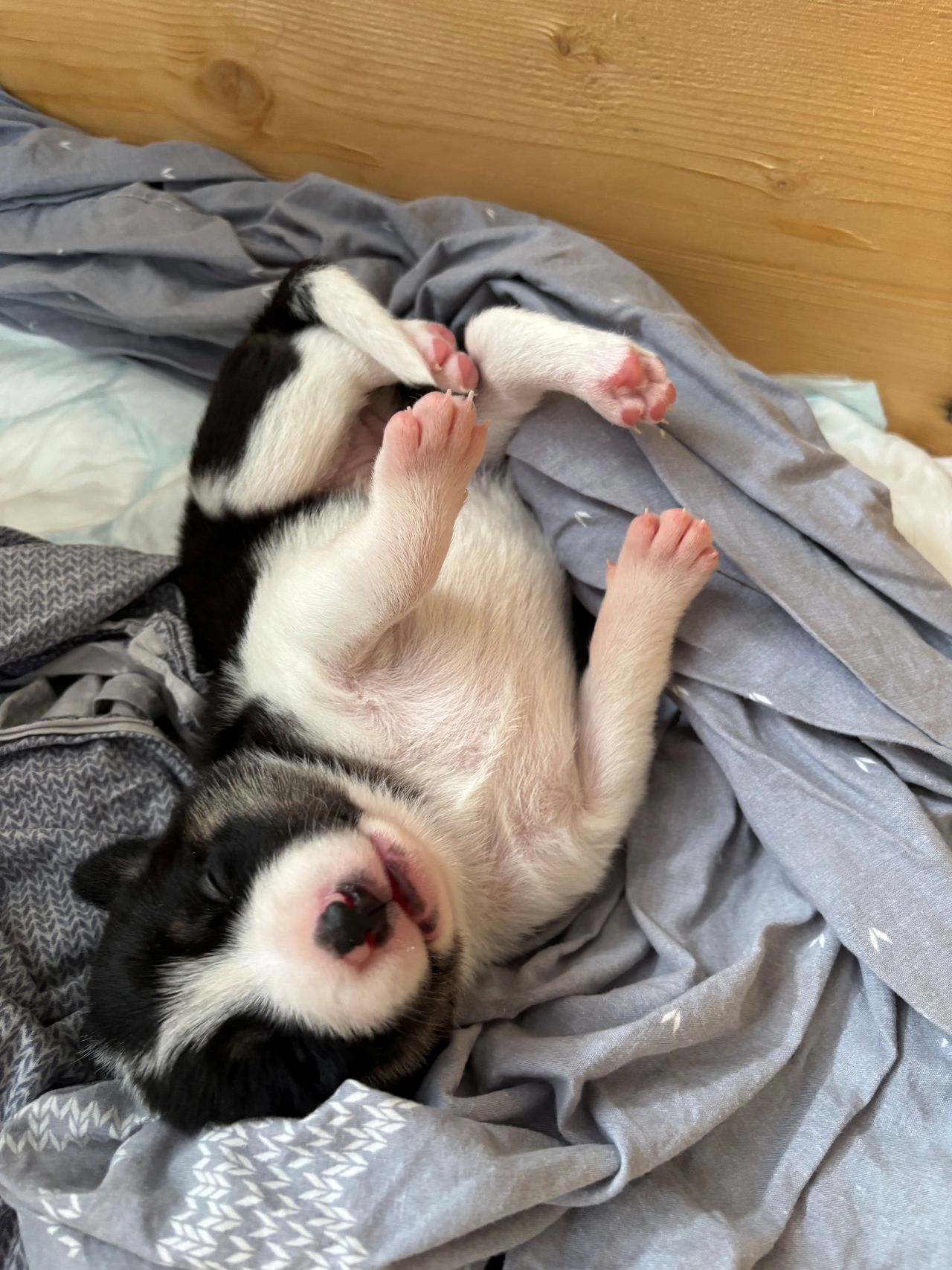 Border collie
