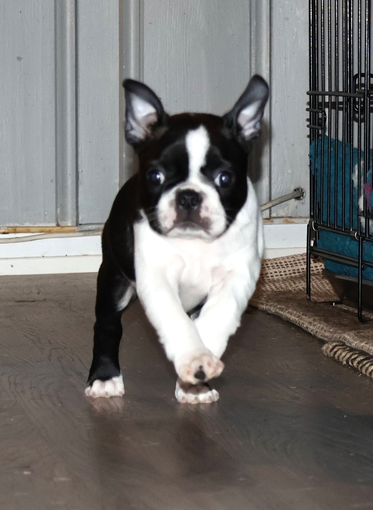 Boston terrier