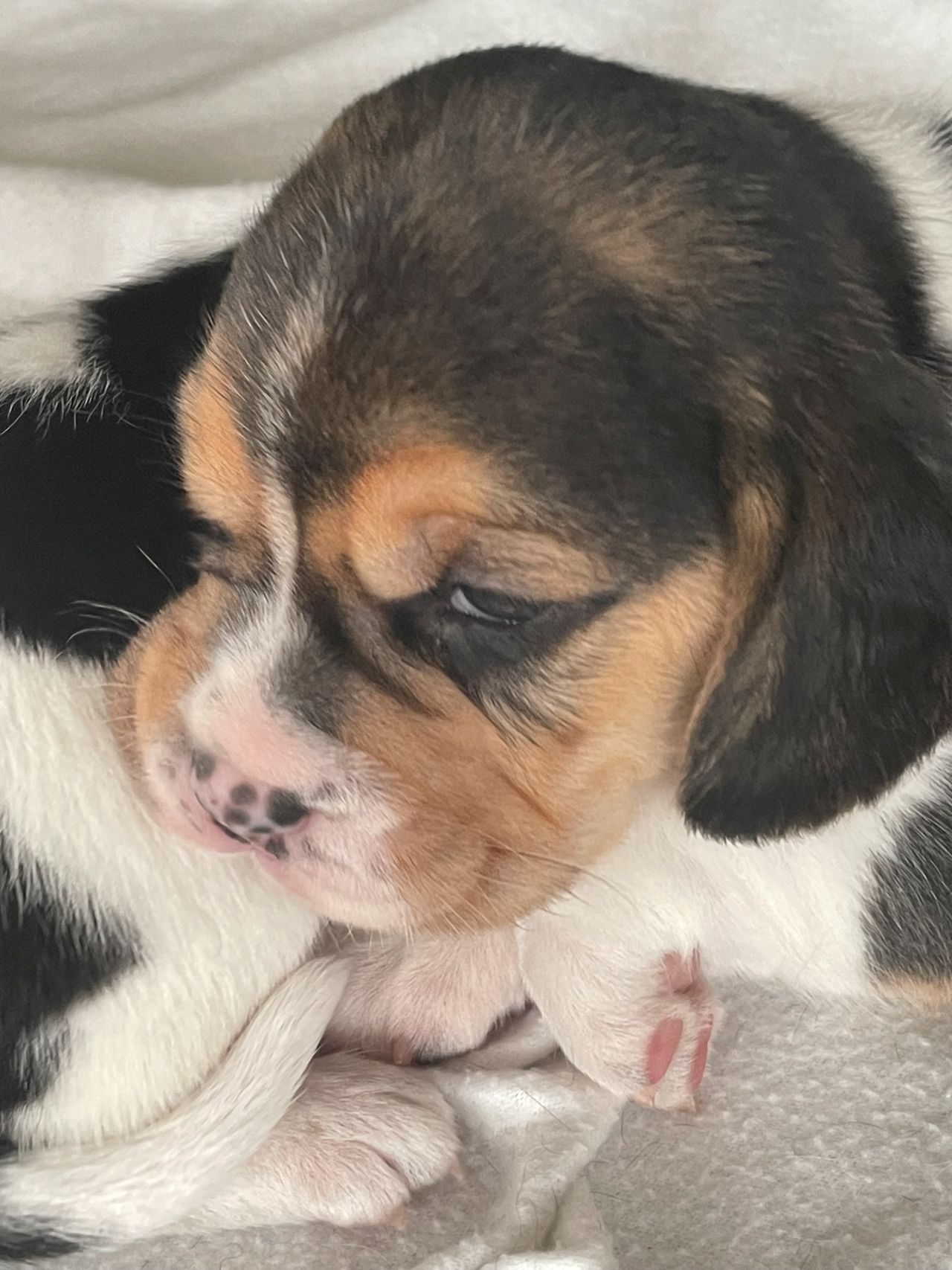 Beagle