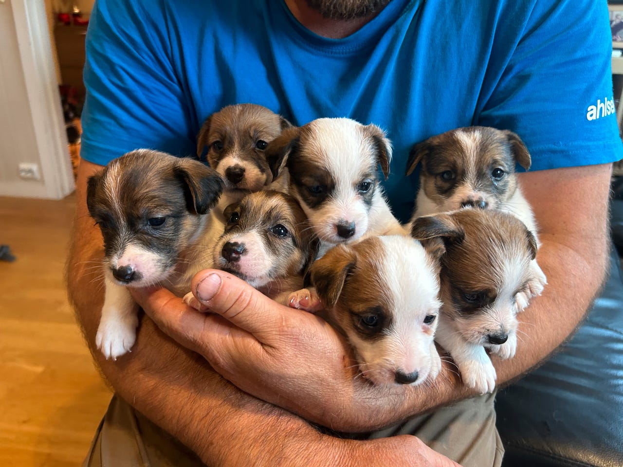 Terrier Club Jack Russell Terrier Verein Vintage Dog Award