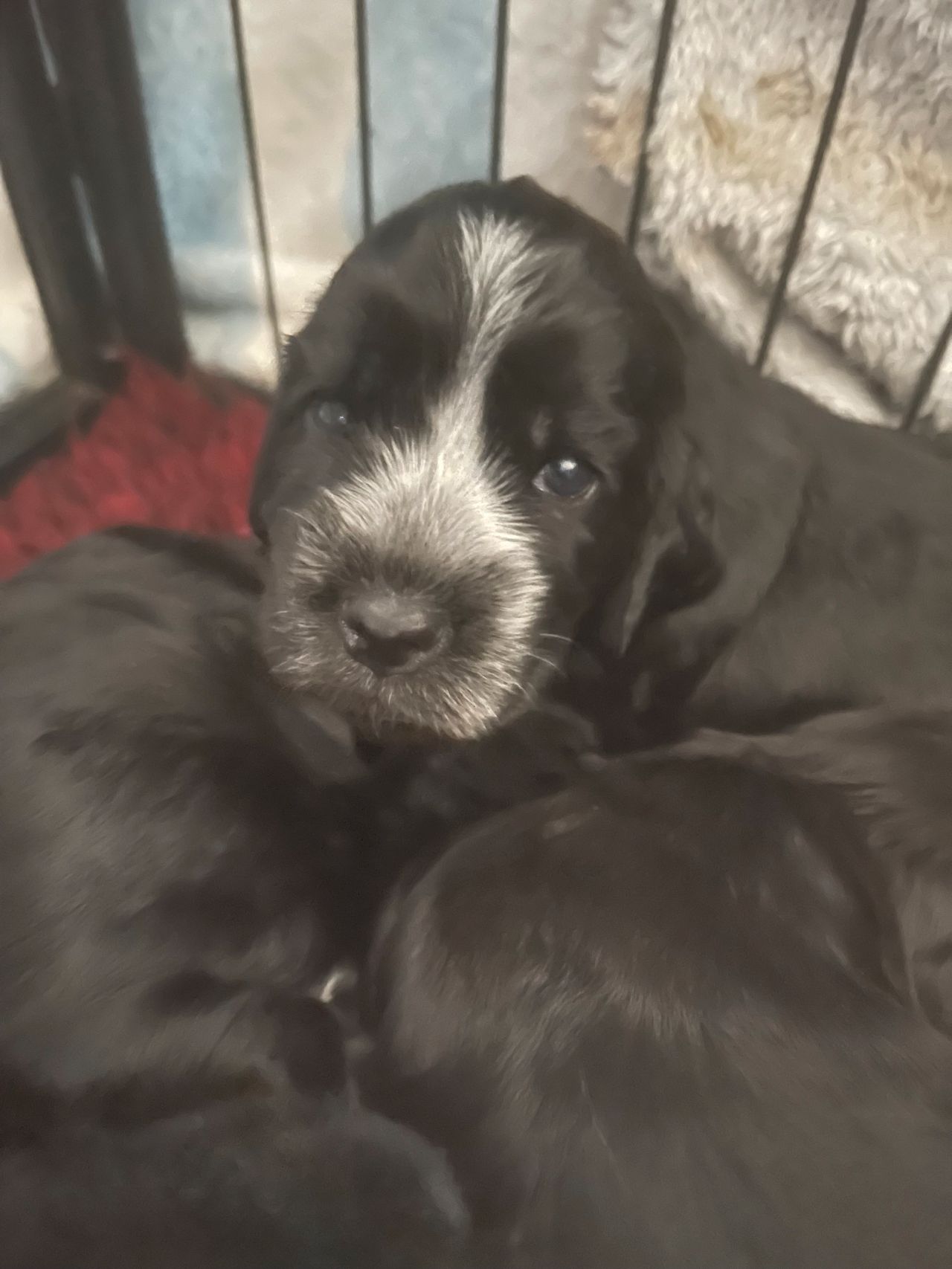 Cocker spaniel