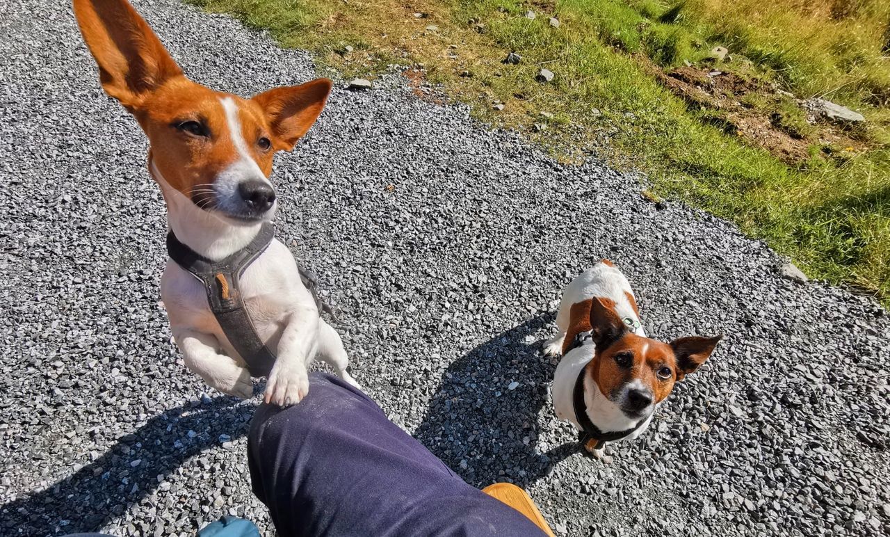 Jack russell terrier