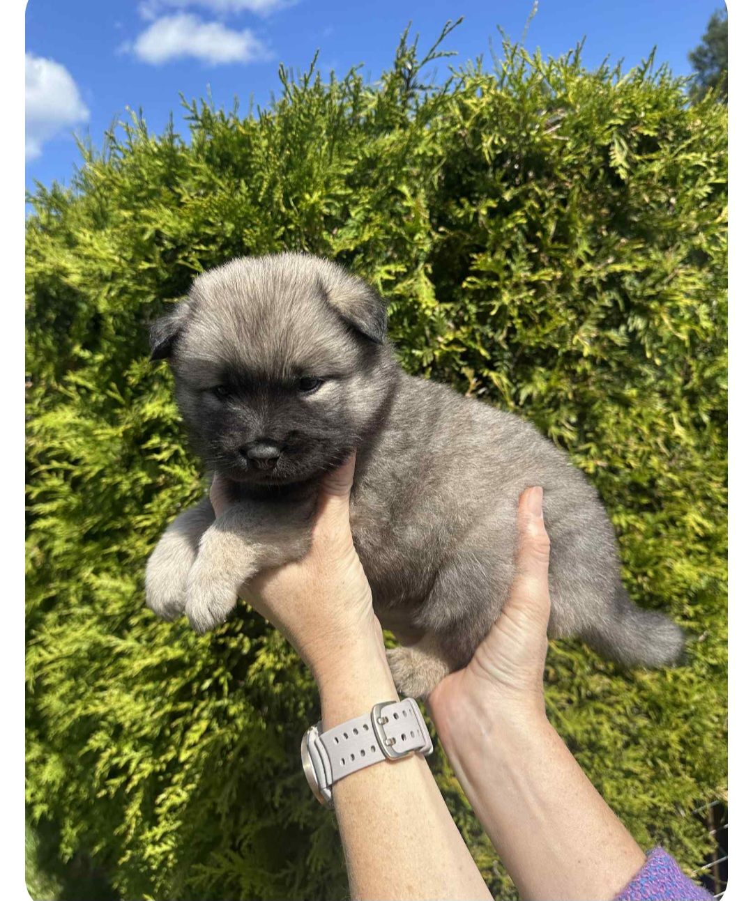 Eurasier