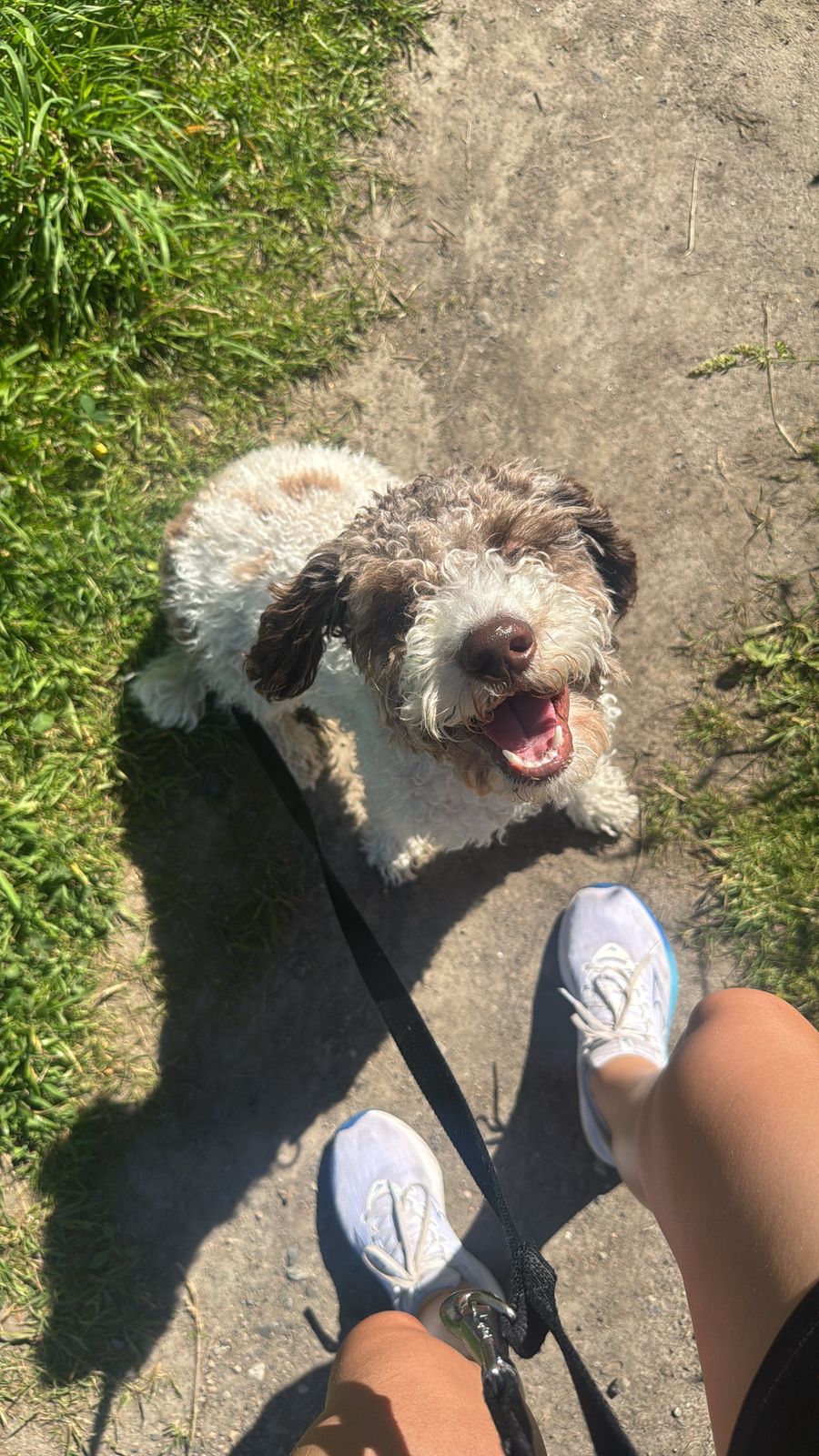 Lagotto romagnolo