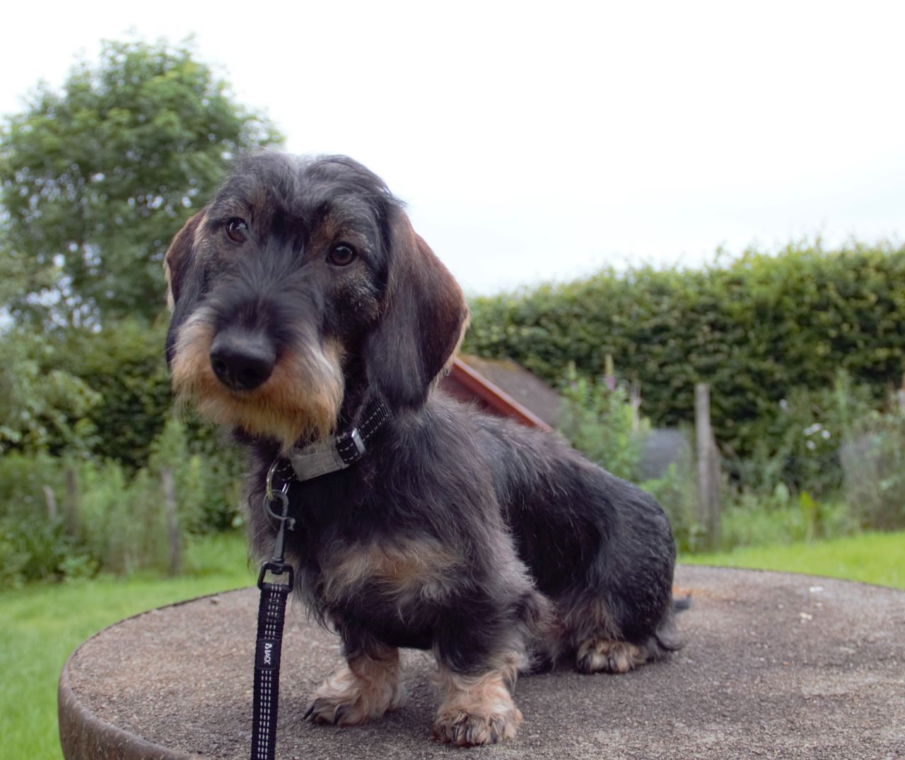 Dachshund strihåret