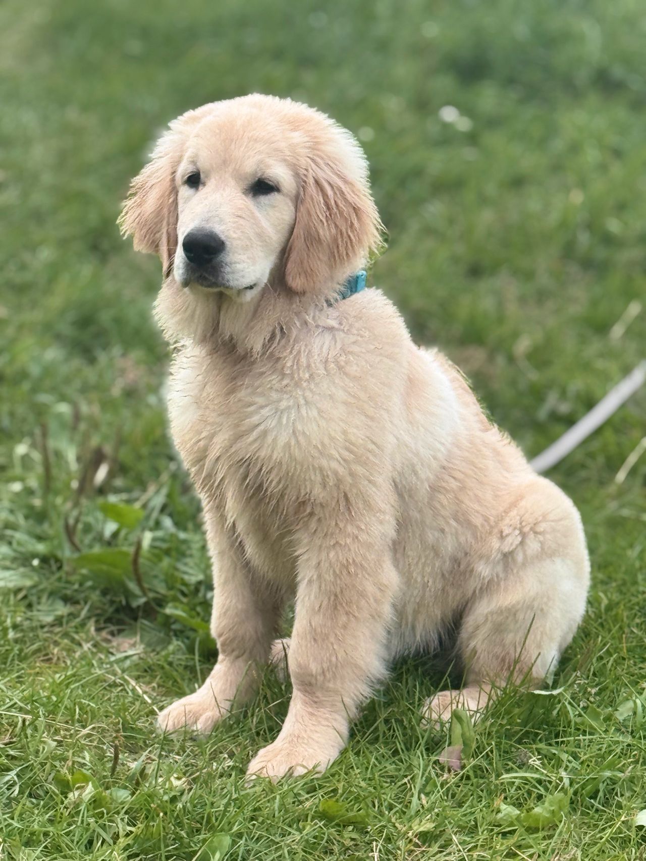Golden retriever