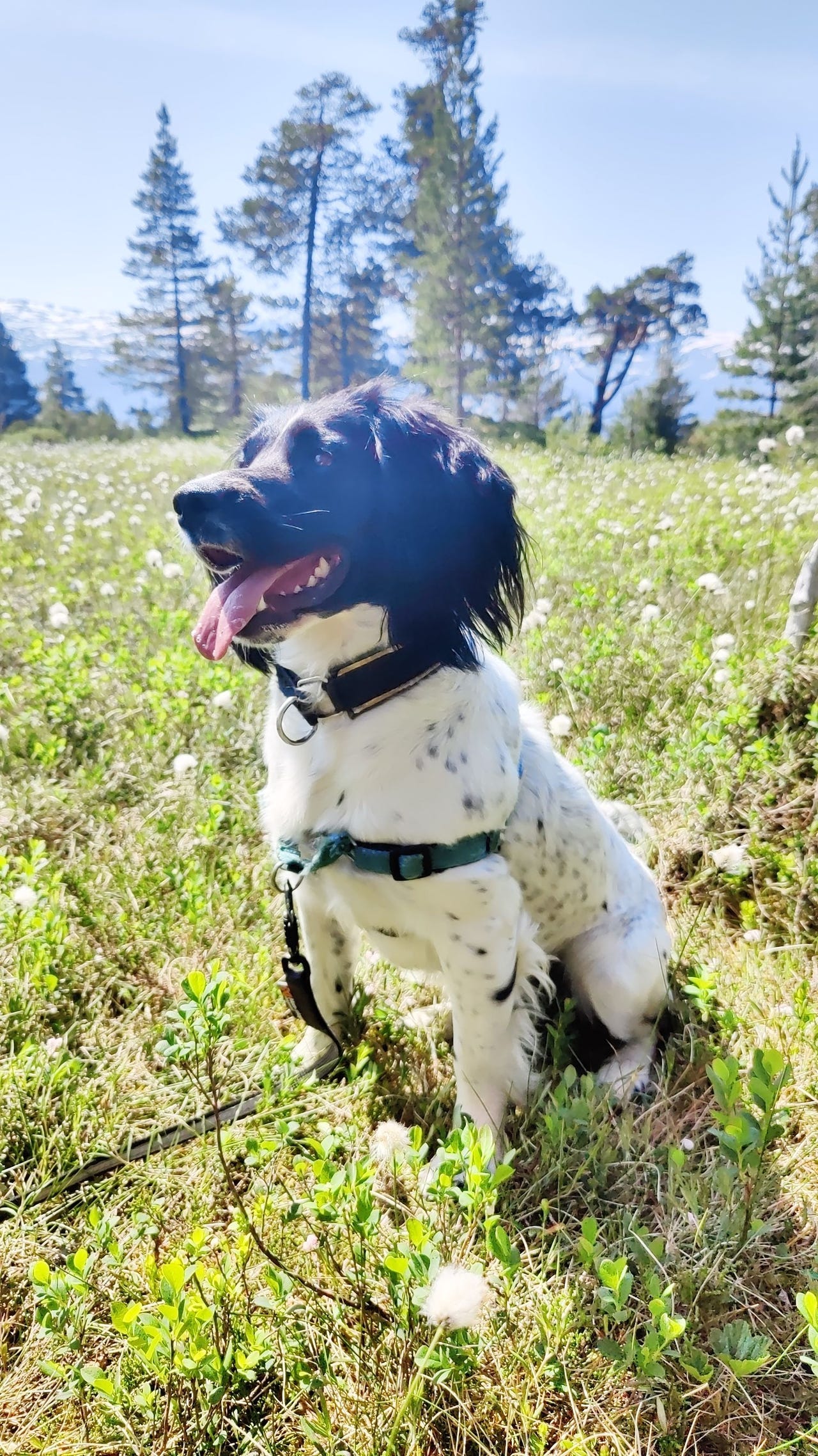 Engelsk springer spaniel