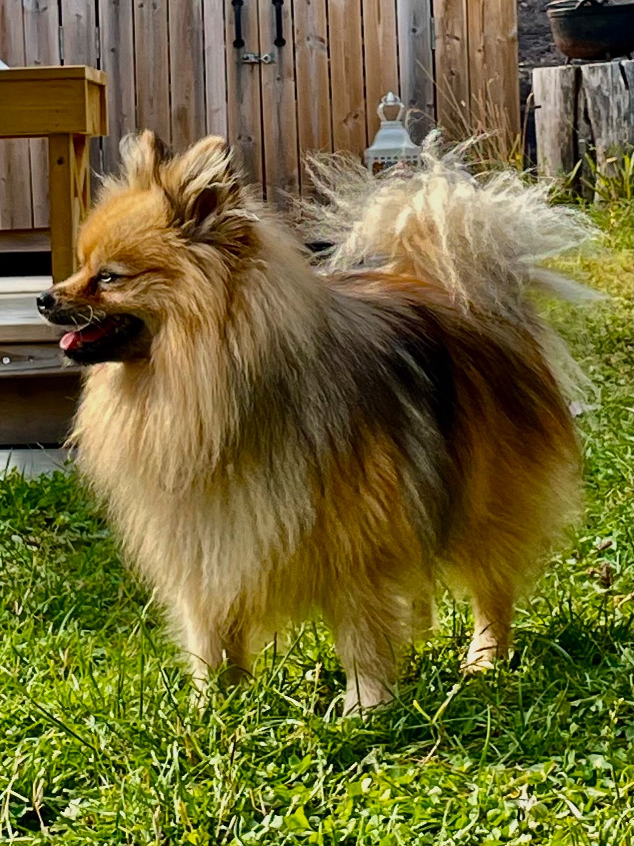 Kleinspitz