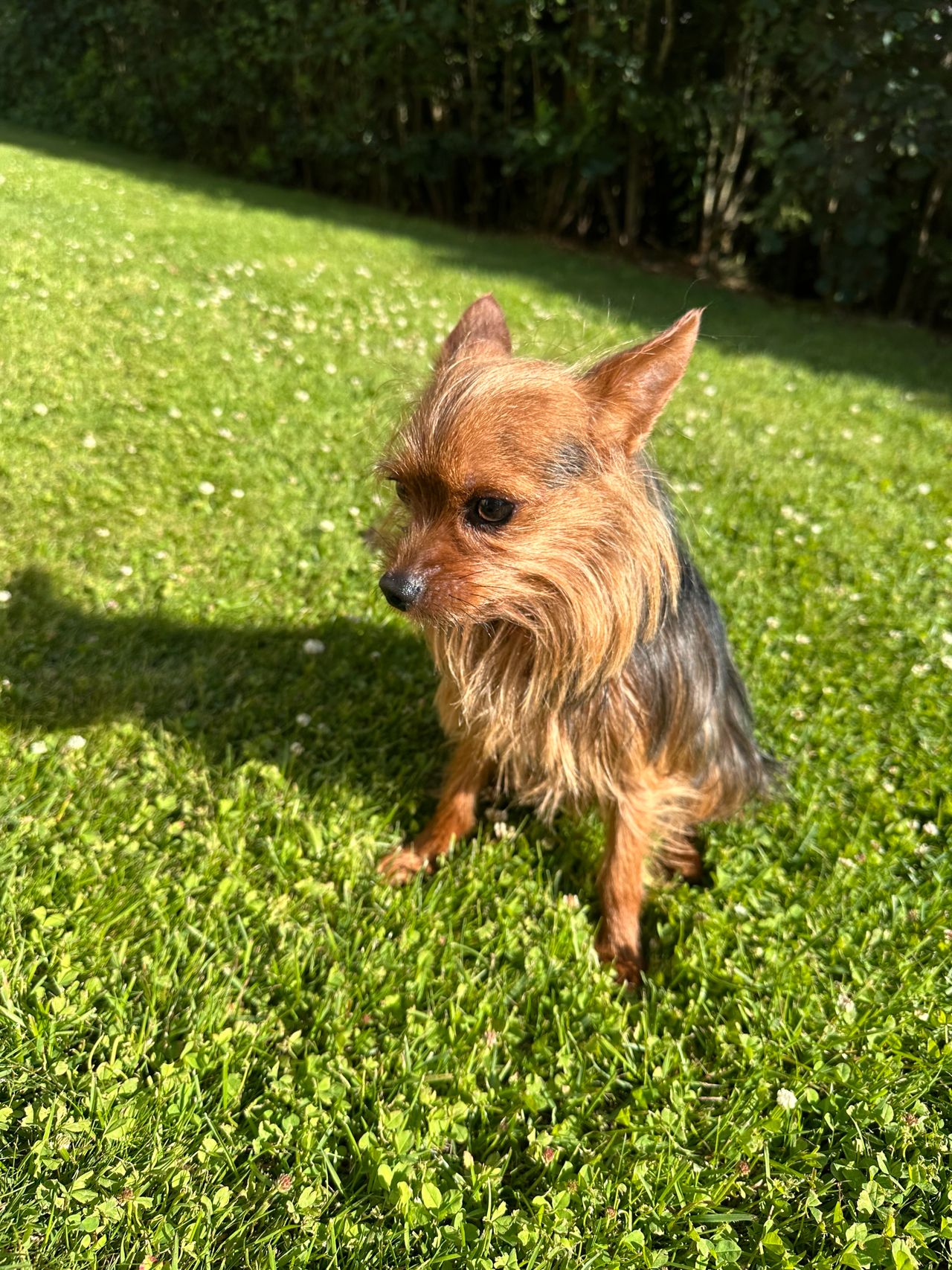 Yorkshire terrier